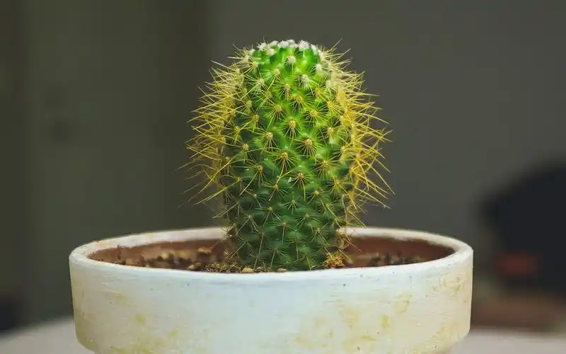 仙人掌盆栽静物高清桌面壁纸