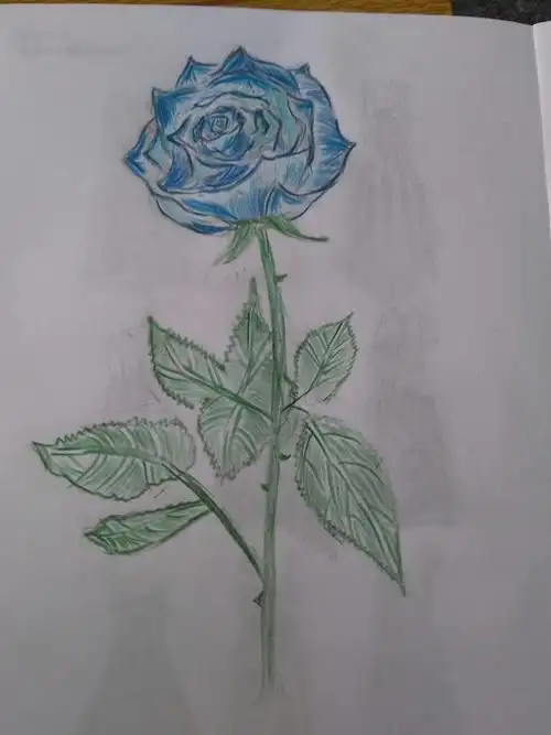 蓝玫瑰