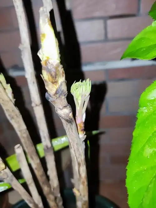 牡丹终于发芽了,千呼万唤始出来