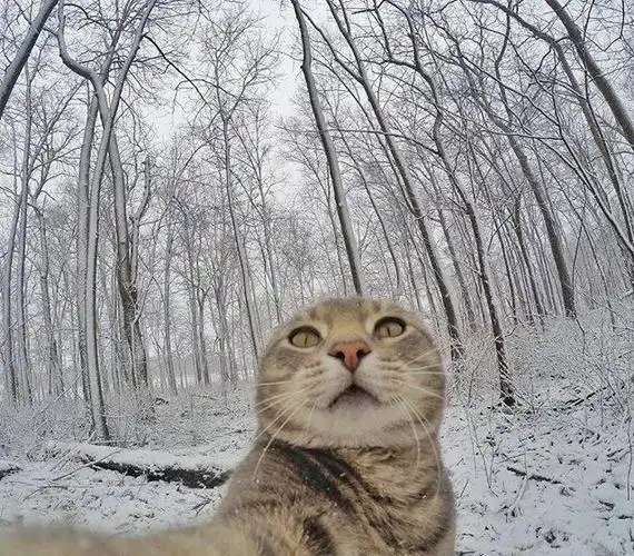 如果你们家的猫主子学会了自拍你会发现你的技术真不如它