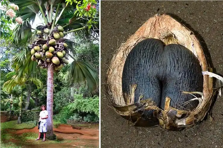 男根与肥臀:海椰子种子为什么长那么大?
