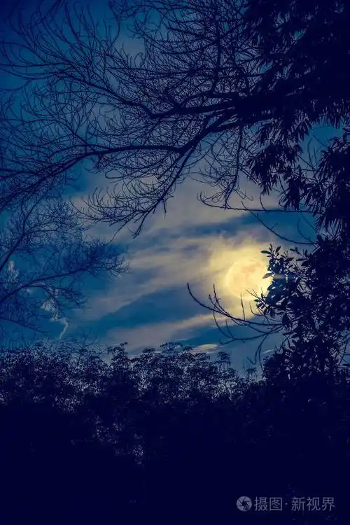对天空和美丽的超级月亮干树的剪影