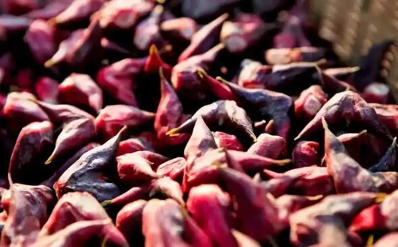 采菱在江南寻一枚菱角