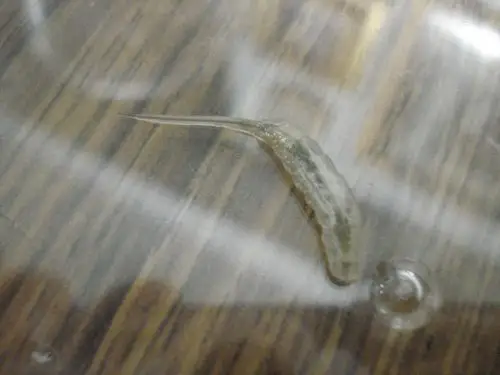 这是什么虫子,在水里透明的可以看见内脏.