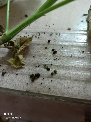 请问这是什么动物的便便