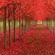 最好看的枫叶头像风景 风景头像图片大全 -【爱个性】