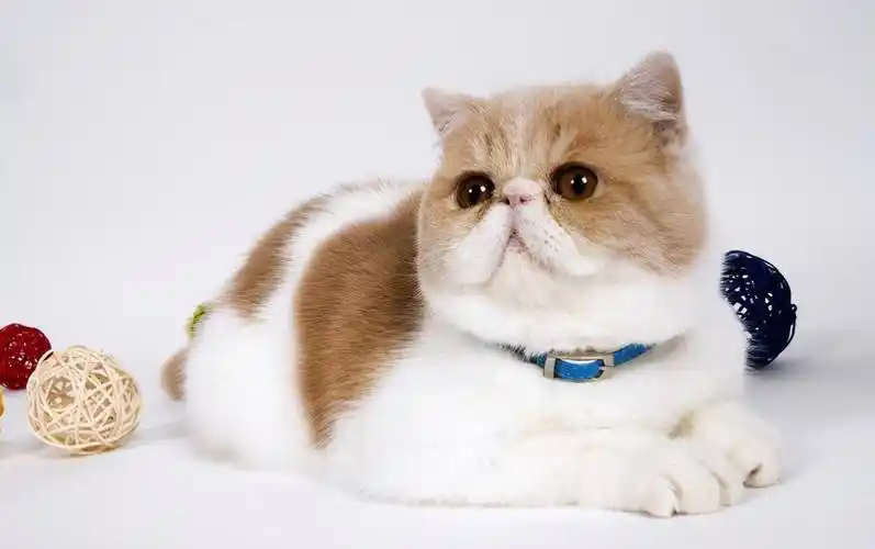 纯种加菲猫异国短毛猫可上门挑选cfa注册猫舍