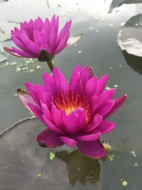 睡莲,睡莲种苗,红花睡莲