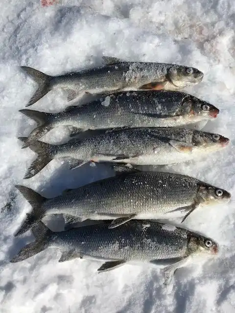 高白鲑鱼批发高白鲑鱼价格高白鲑鱼多钱一斤