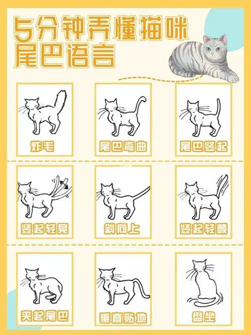 新手养猫攻略5分钟弄懂猫咪尾巴语言