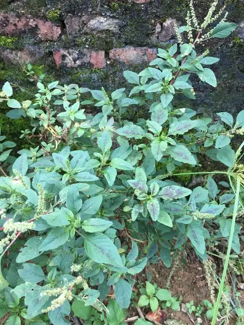 刺苋菜图片(刺苋菜图片大全)