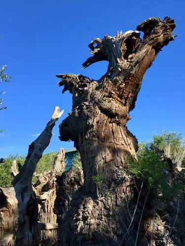 沧桑的湖杨老树