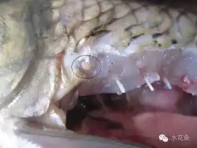 不可忽略的鱼类寄生虫病---扁弯口吸虫