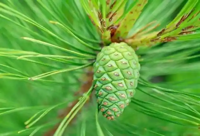 农村养殖户可以自己去山上采摘油松的松针,回家晾干之后磨成松针粉