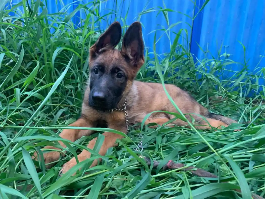 德牧幼犬,纯种德国小狼狗.#德国牧羊犬 #赛级德牧 #德牧  - 抖音