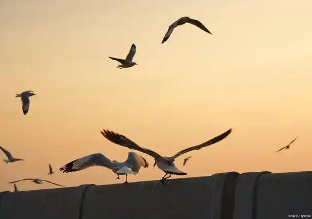 鸿雁在云鱼在水,惆怅此情难寄