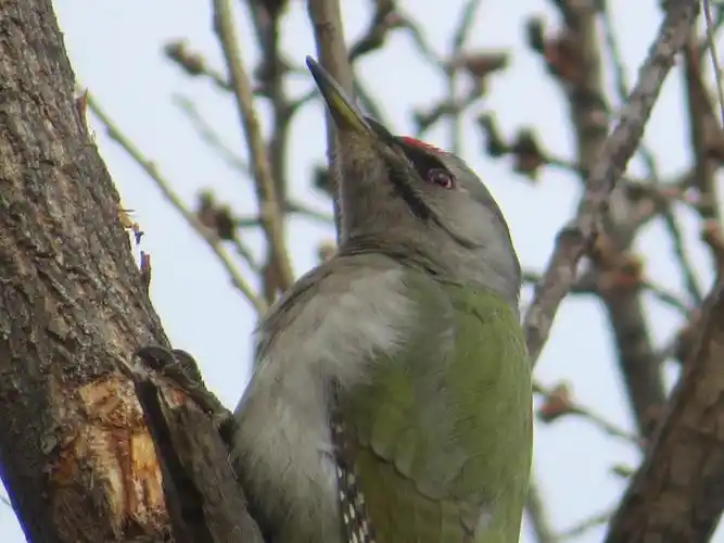 绿啄木鸟东北常见鸟类