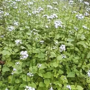 新鲜天然青草白花臭草 胜红蓟 咸虾花 脓泡草 霍香蓟全草500g包邮