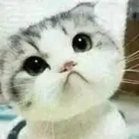 苏格兰折耳猫表情包_微信头像图片大全