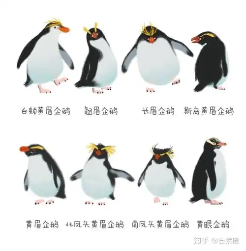 一篇文章了解企鹅军团