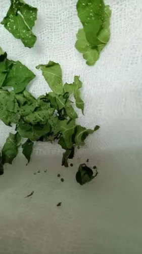 老师给了我们一些小蚕卵,这是我第一次见到蚕卵呢,不知道他们会怎样