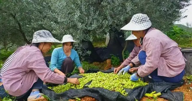 在源泽油橄榄专业合作社油橄榄种植基地里,工人们正在忙着采摘,装袋