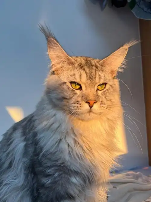 "猫界巨人"-缅因猫,你不会以为它只有块头大吧?