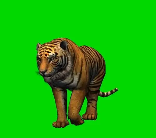 老虎 绿幕抠像视频素材