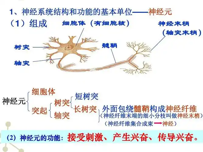 神经系统的组成 1,神经系统结构和功能的基本单位——神经元 细胞体