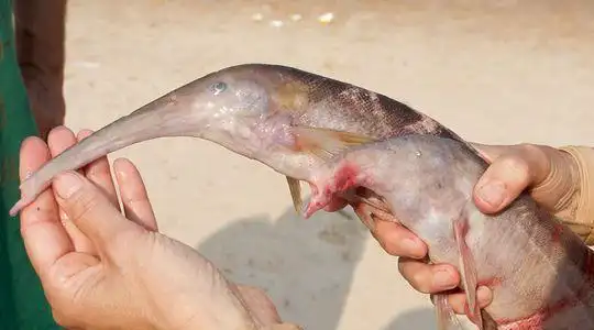 象鼻鱼真实存在的物种