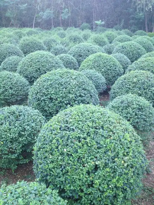 水蜡球有哪些特点?