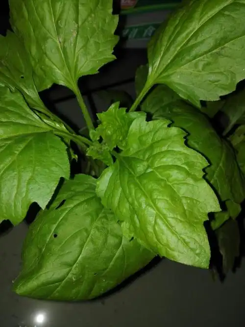 开红色的花,大叶子,是什么植物?