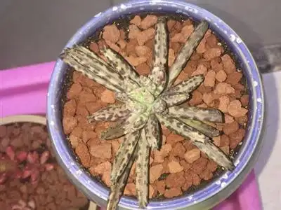 棒叶落地生根(植物)