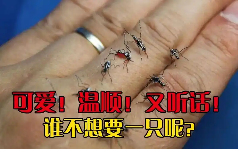 【宠物蚊子】每天都要带蚊子遛弯,这么可爱谁又不想要一只呢?