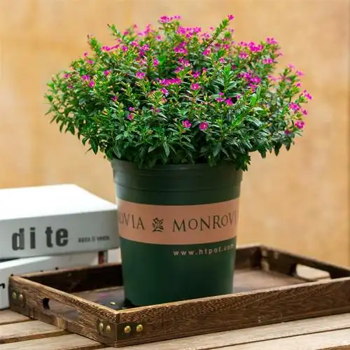 满天星盆栽室内阳台好养花卉四季 开花带花苞观花植物桌面绿植庭院 -