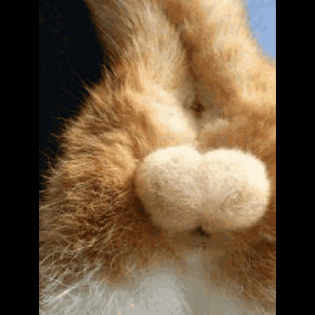 我家猫蛋蛋"成熟了",摸一下q弹柔软,欲罢不能!