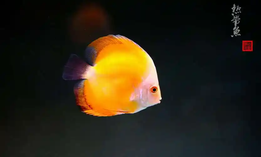 美丽的热带观赏鱼.