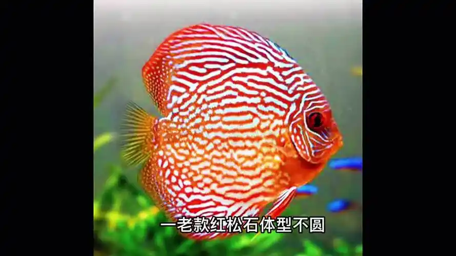 七彩神仙鱼品种大全之松石系列,认识5个品种以上的人都是高手.