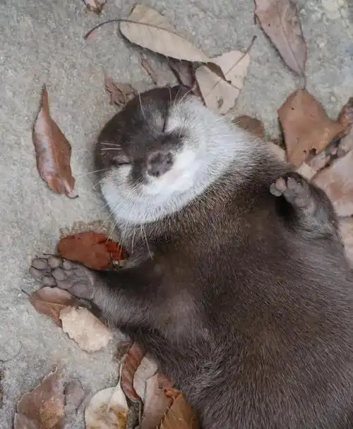 是呆呆滴水獭宝宝啊!嘤嘤怪好可爱!