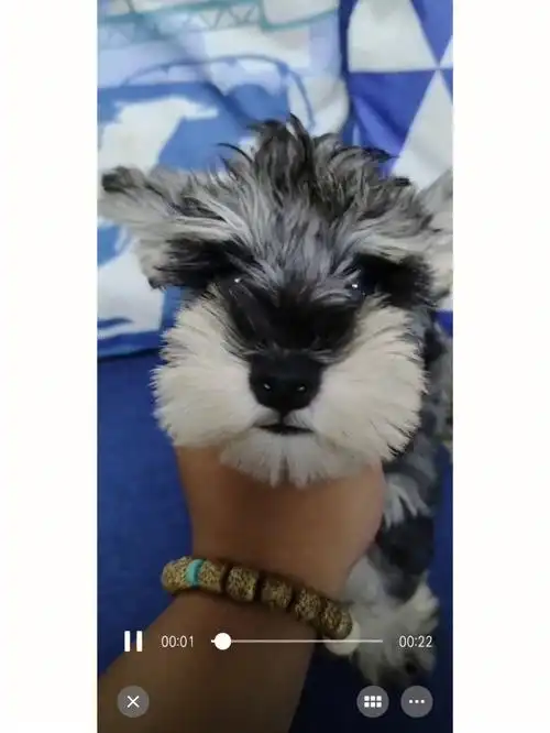 椒盐雪纳瑞变色