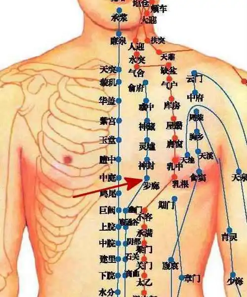 穴位的故事215步廊:止咳平喘