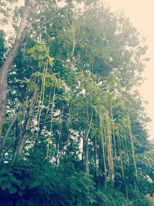 你知道一公斤楸树种子多少粒吗?