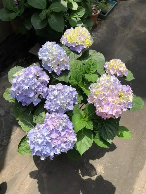 好的一款绣球,花很大～而且非常容易调色,这颗开花后才开始调的颜色