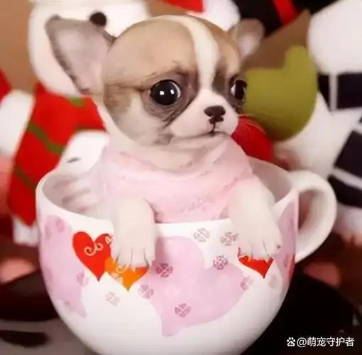 八种迷你小巧的茶杯犬,放在包里就可以出门,有你喜欢的吗?