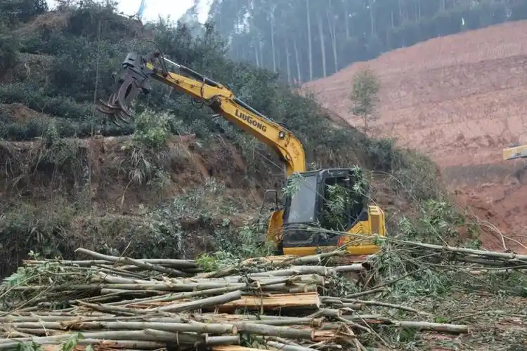 桉树再见你好桢楠香樟