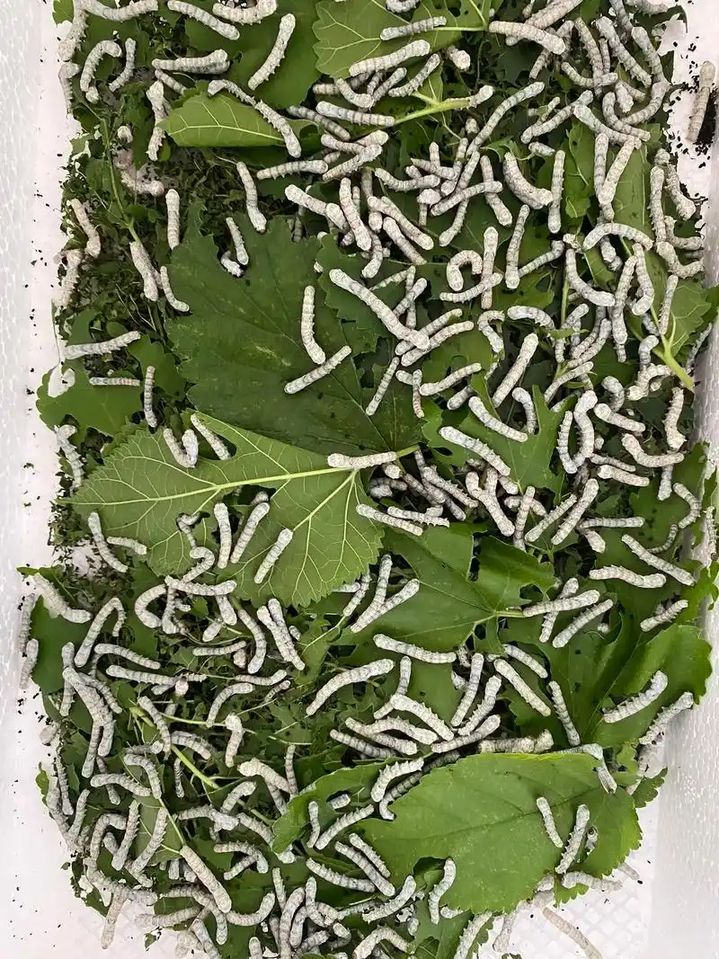 蚕开始吐丝了.它们一个个昂着头,挺着胸,慢 - 抖音