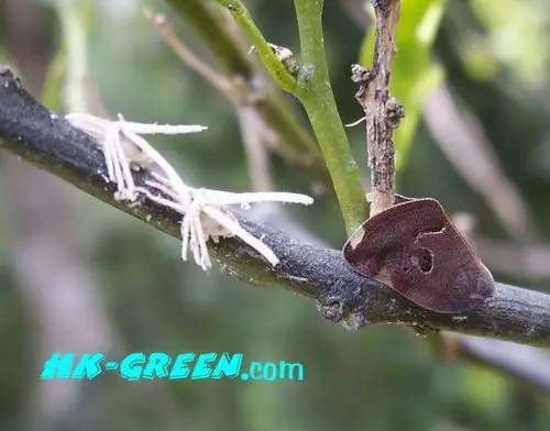 这个叫羽衣虫,是广翅蜡蝉的幼虫