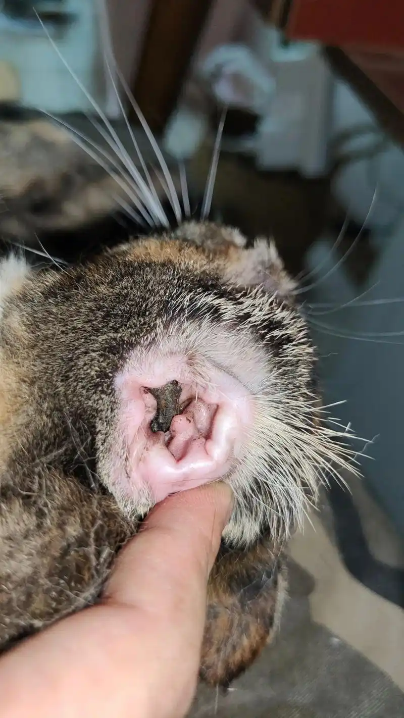 求救98:今天发现家里的小猫耳朵里突然多了这块黑黑的