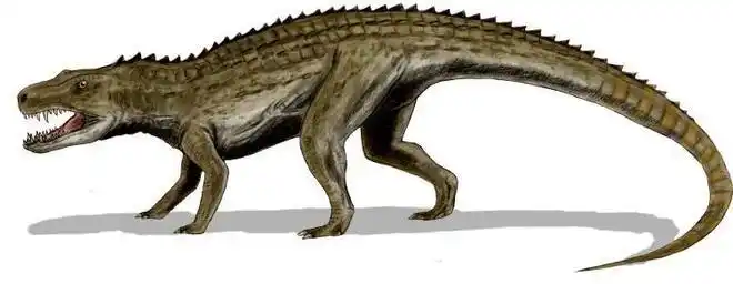 后鳄龙(postosuchus)布拉塞龙使用喙状嘴与两个长牙以拔起植物;长牙也