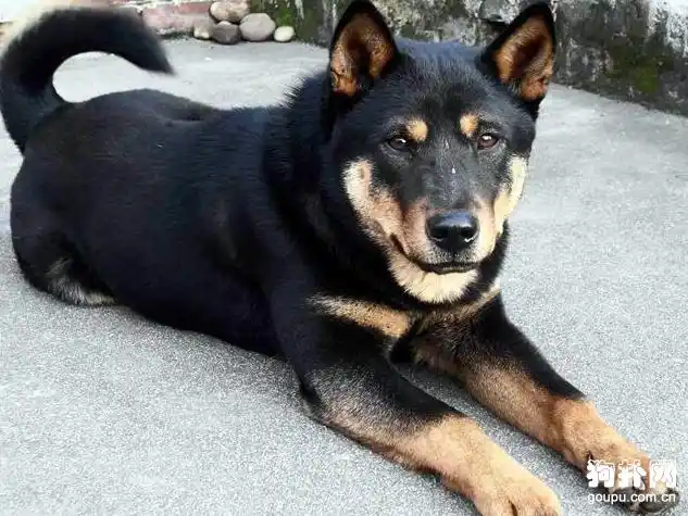 中国田园犬之四眼狗